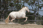 galloping Pura Raza Espanola