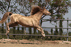 jumping Pura Raza Espanola