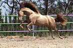 galloping Pura Raza Espanola