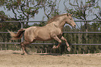 galloping Pura Raza Espanola