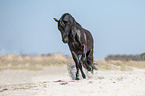 galloping Pura Raza Espanola