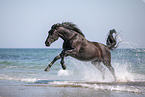 galloping Pura Raza Espanola