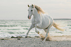 galloping Pura Raza Espanola