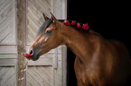 Pura Raza Espanola Portrait