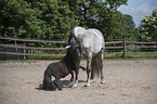 Pura Raza Espanola with Shetland Pony