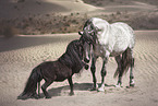 Pura Raza Espanola with Shetland Pony
