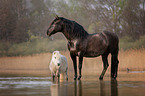 2 horses