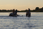 riders and horses in the water