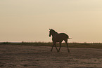 Pura Raza Espanola at sunset