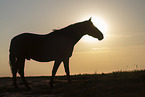 Pura Raza Espanola at sunset