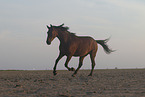 galloping Pura Raza Espanola