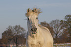 Pura Raza Espanola Portrait