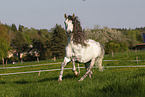 galloping Pura Raza Espanola