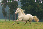 galloping Pura Raza Espanola