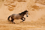 galloping Pura Raza Espanola