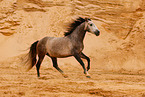 galloping Pura Raza Espanola