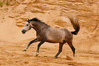 galloping Pura Raza Espanola