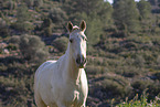 Pura Raza Espanola