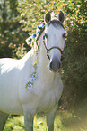 Pura Raza Espanola Portrait