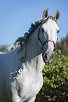 Pura Raza Espanola Portrait