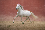 Pura Raza Espanola