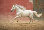 Pura Raza Espanola