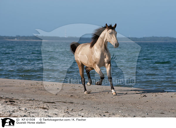 Quarab Horse Hengst / Quarab Horse stallion / KF-01508