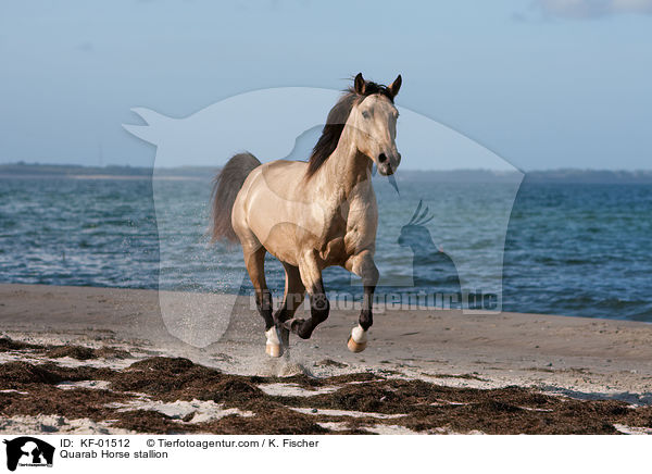 Quarab Horse Hengst / Quarab Horse stallion / KF-01512
