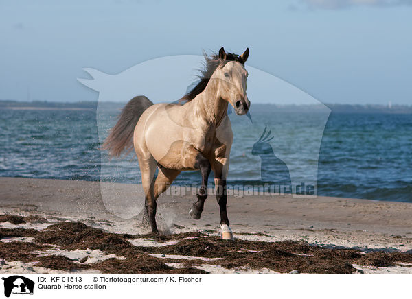 Quarab Horse Hengst / Quarab Horse stallion / KF-01513