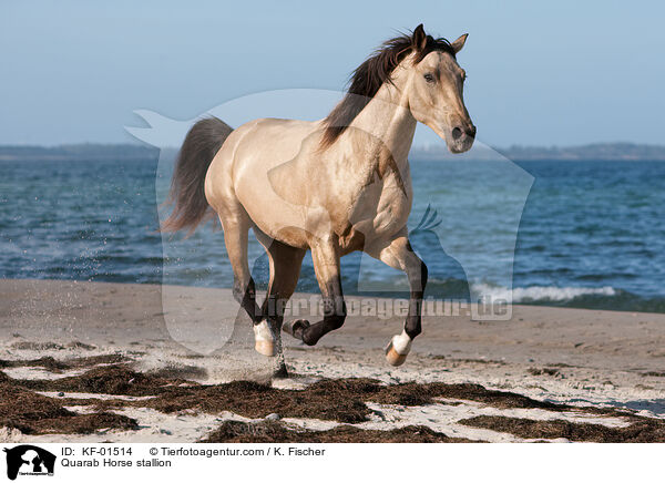 Quarab Horse stallion / KF-01514