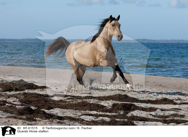 Quarab Horse Hengst / Quarab Horse stallion / KF-01515