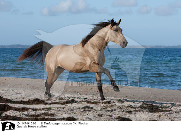 Quarab Horse Hengst / Quarab Horse stallion / KF-01516