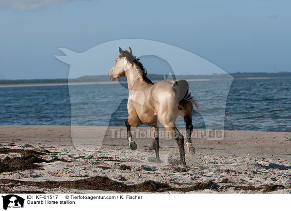 Quarab Horse Hengst / Quarab Horse stallion / KF-01517