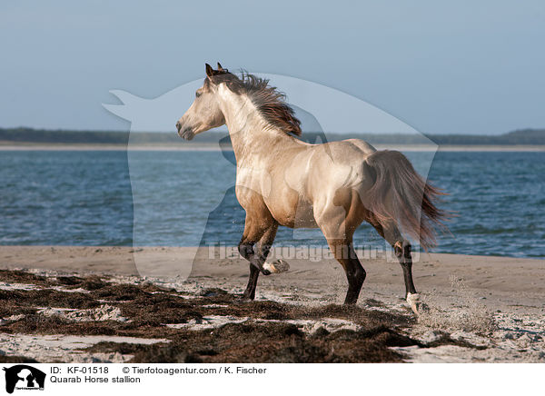 Quarab Horse Hengst / Quarab Horse stallion / KF-01518