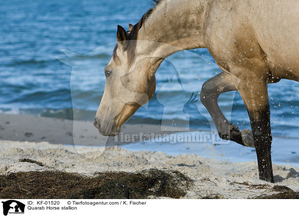 Quarab Horse Hengst / Quarab Horse stallion / KF-01520