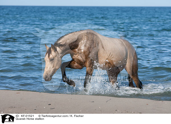 Quarab Horse Hengst / Quarab Horse stallion / KF-01521