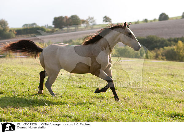 Quarab Horse Hengst / Quarab Horse stallion / KF-01526