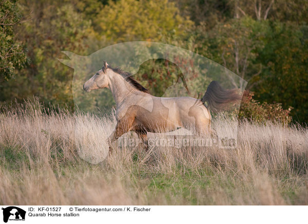 Quarab Horse stallion / KF-01527