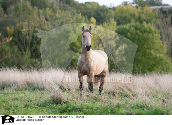 Quarab Horse Hengst / Quarab Horse stallion / KF-01529