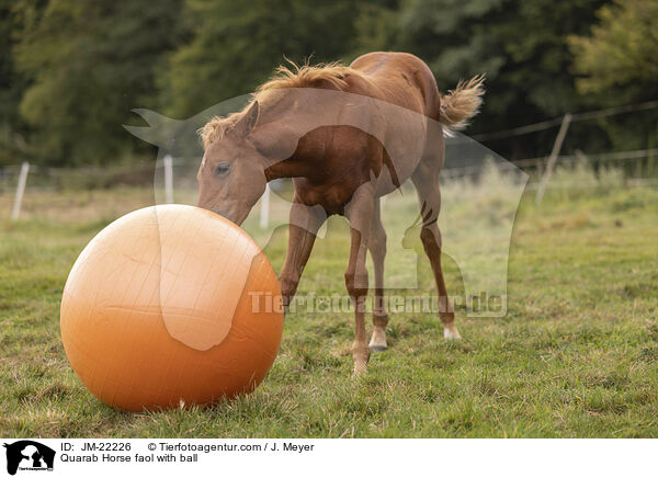 Quarab Horse Fohlen mit Ball / Quarab Horse faol with ball / JM-22226