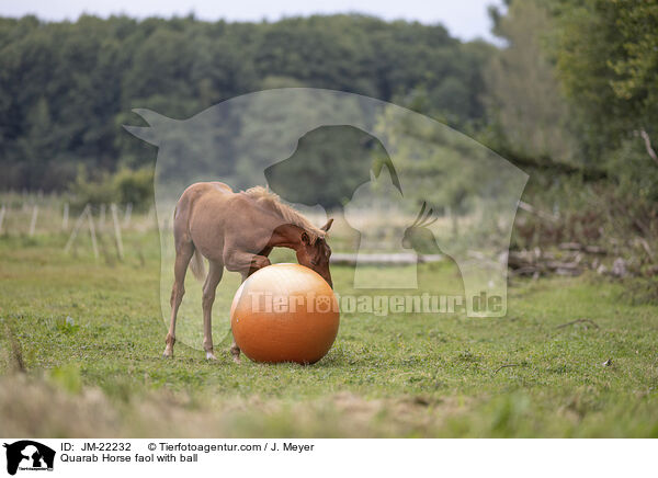 Quarab Horse Fohlen mit Ball / Quarab Horse faol with ball / JM-22232
