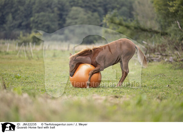 Quarab Horse Fohlen mit Ball / Quarab Horse faol with ball / JM-22235