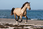 Quarab Horse stallion