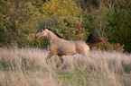 Quarab Horse stallion