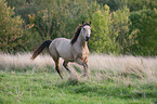 Quarab Horse stallion