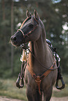 Quarab Horse portrait