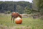 Quarab Horse faol with ball