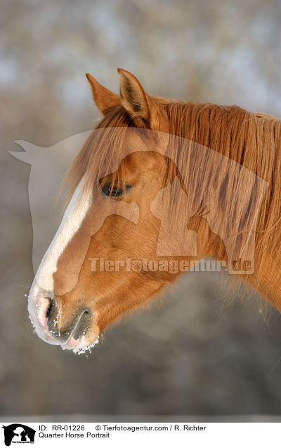 Quarter Horse Portrait / Quarter Horse Portrait / RR-01226