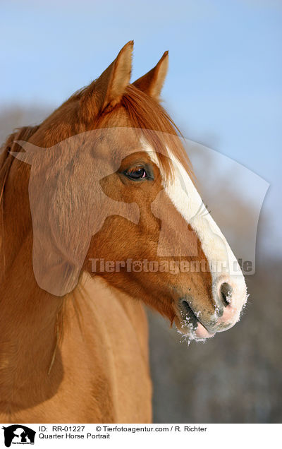 Quarter Horse Portrait / Quarter Horse Portrait / RR-01227