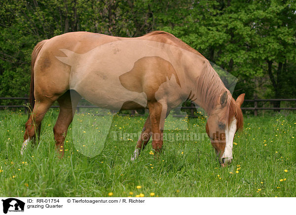 grasendes Quarter Horse / grazing Quarter / RR-01754